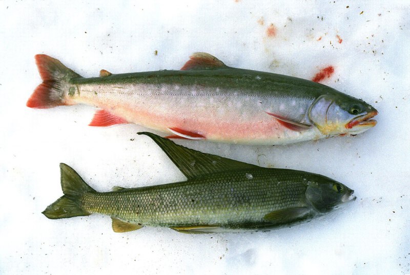 Salvelinus lepechini Палия