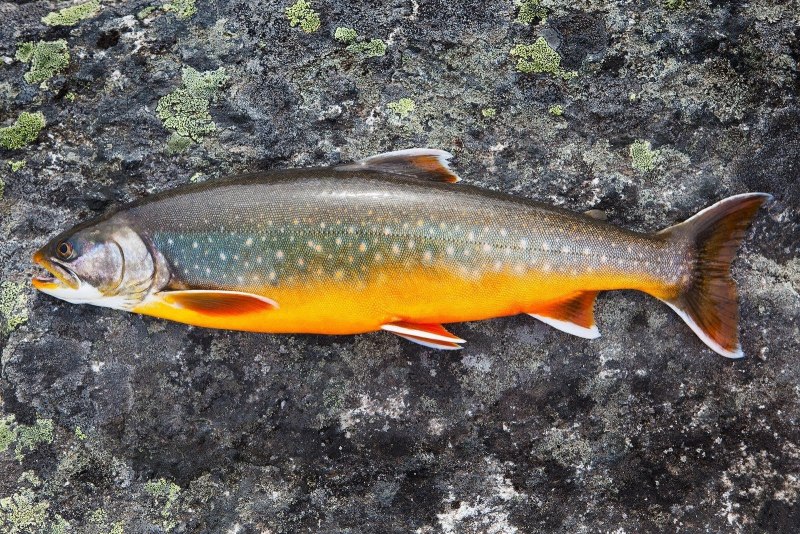 Salvelinus – гольцы