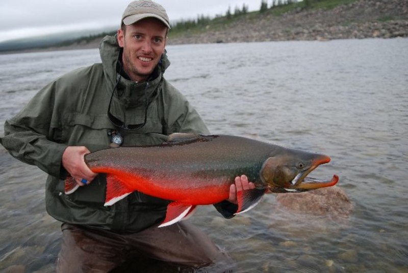 Salvelinus namaycush