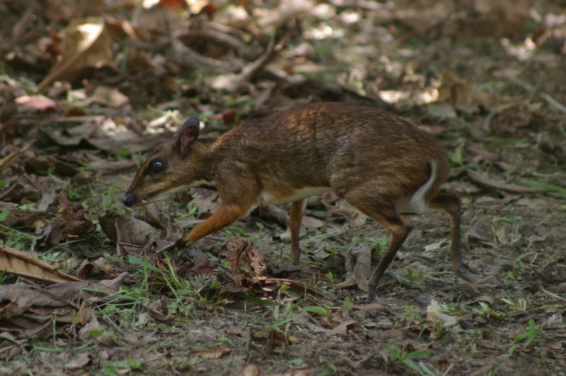 Косуля Самурский лес
