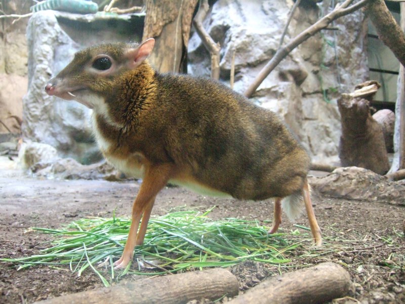 Лань канчиля
