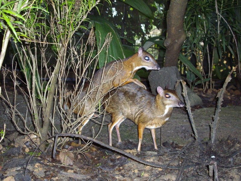 Благородный олень (Cervus elaphus) Байкал
