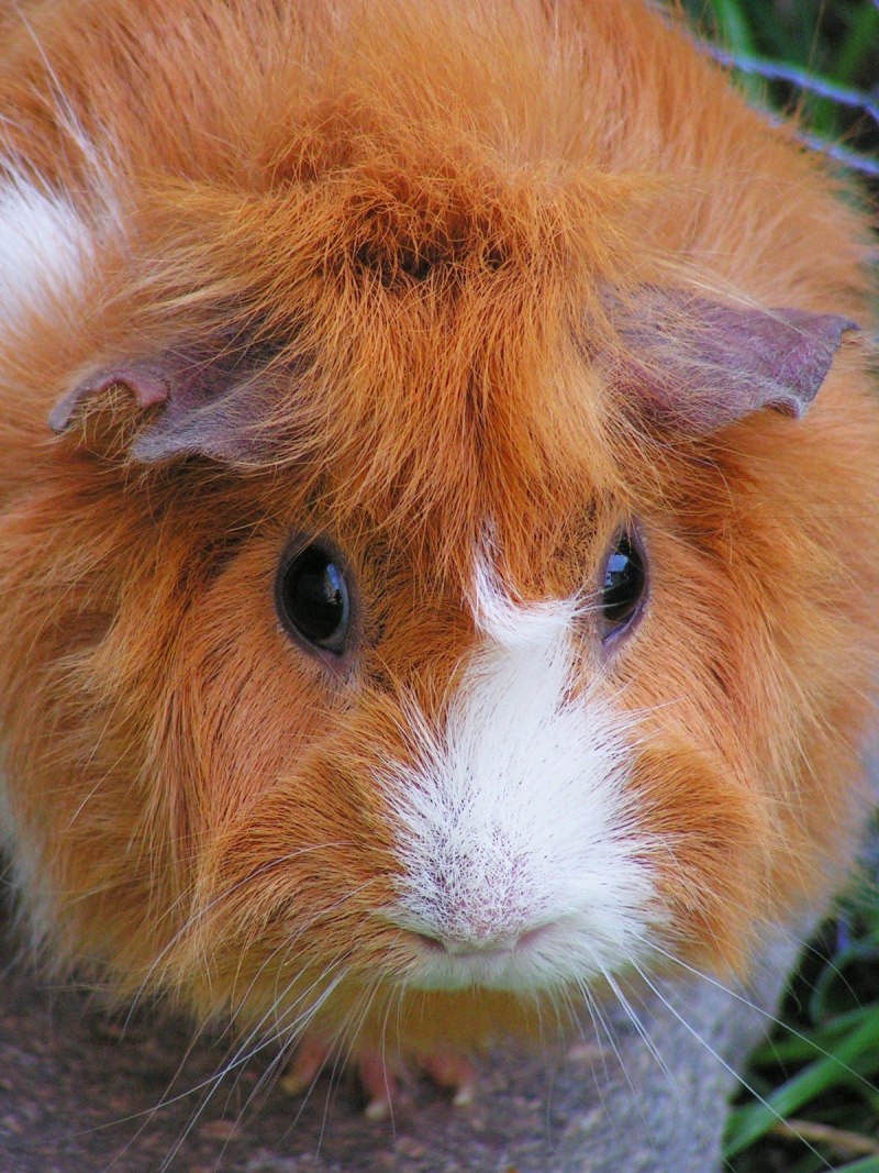 Морская Свинка Коронет