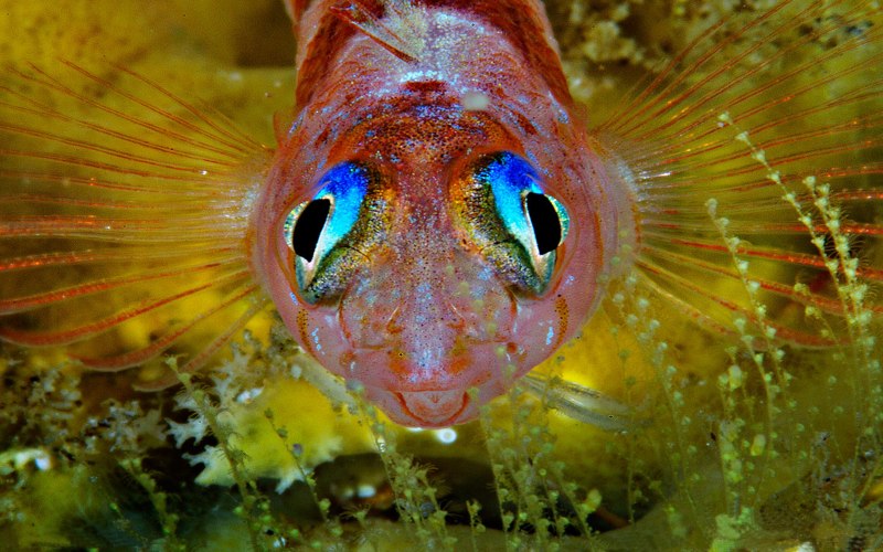 Acanthurus coeruleus