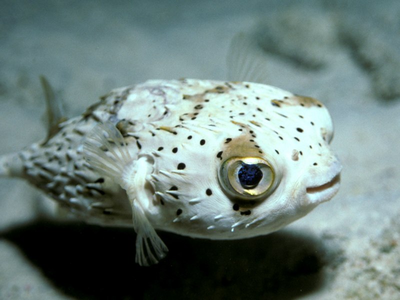 Хромис зеленый Chromis viridis