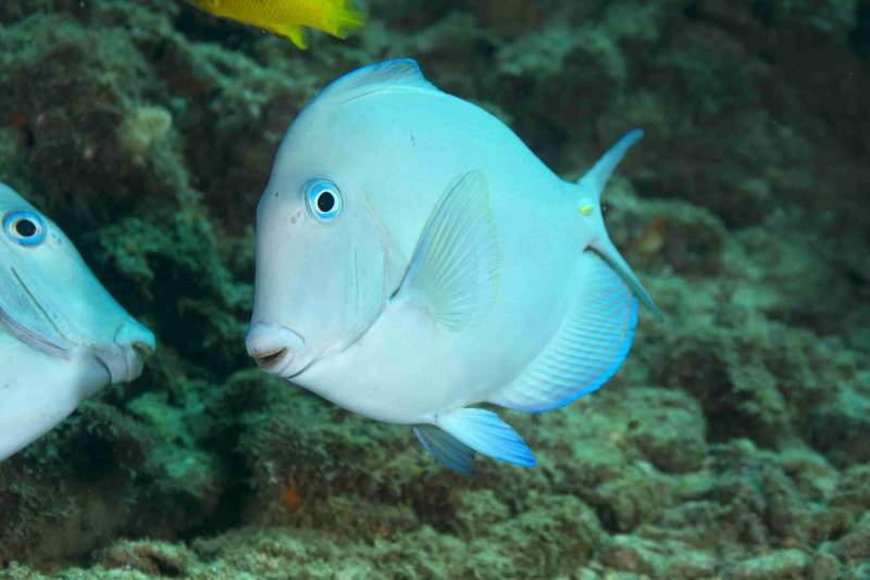 Diodon holocanthus