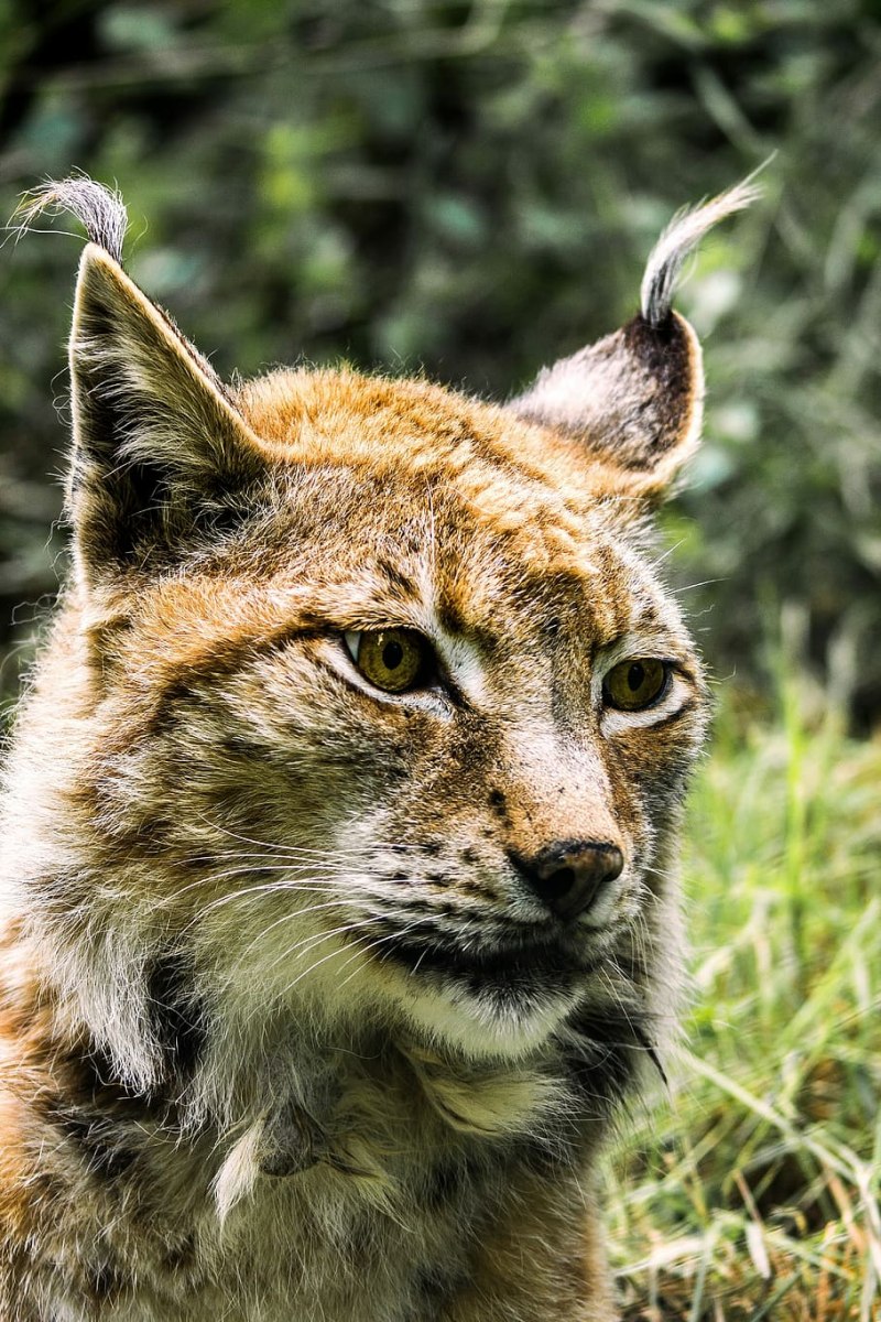 Хищные кошки