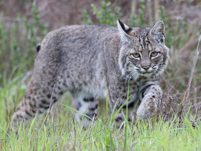 Рысь — Lynx Lynx