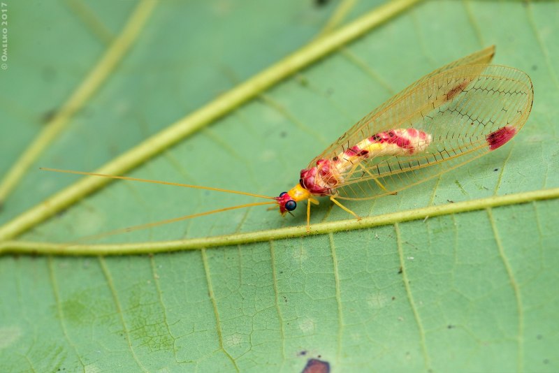 Chrysopidae (златоглазка)