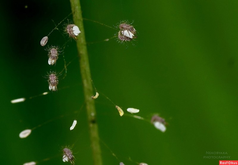 Neuroptera личинки