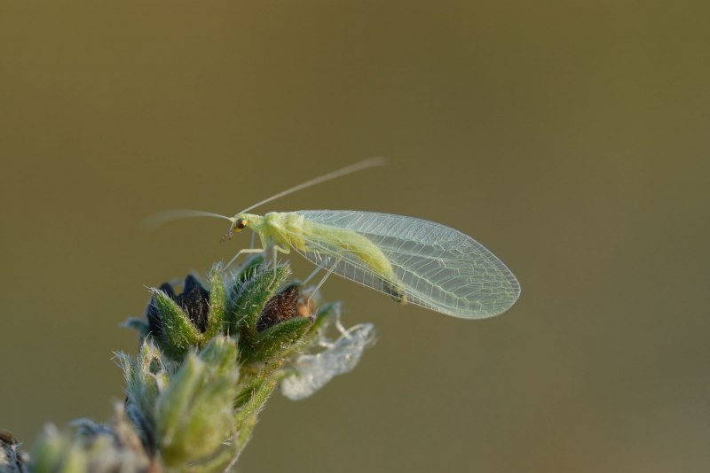 Златоглазка Chrysopa