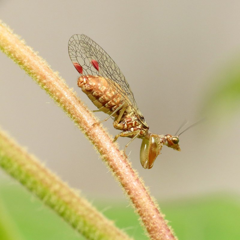 Neuroptera куколка