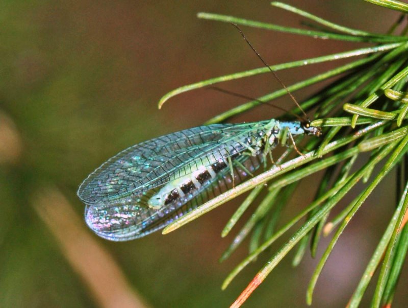 Neuroptera сетчатокрылые