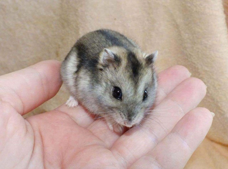 Джунгарский хомяк хаски