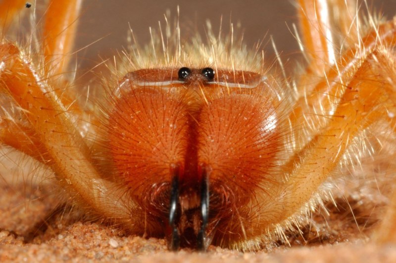 Паук Cebrennus rechenbergi