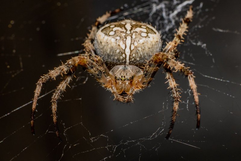 Паук Araneus Circe