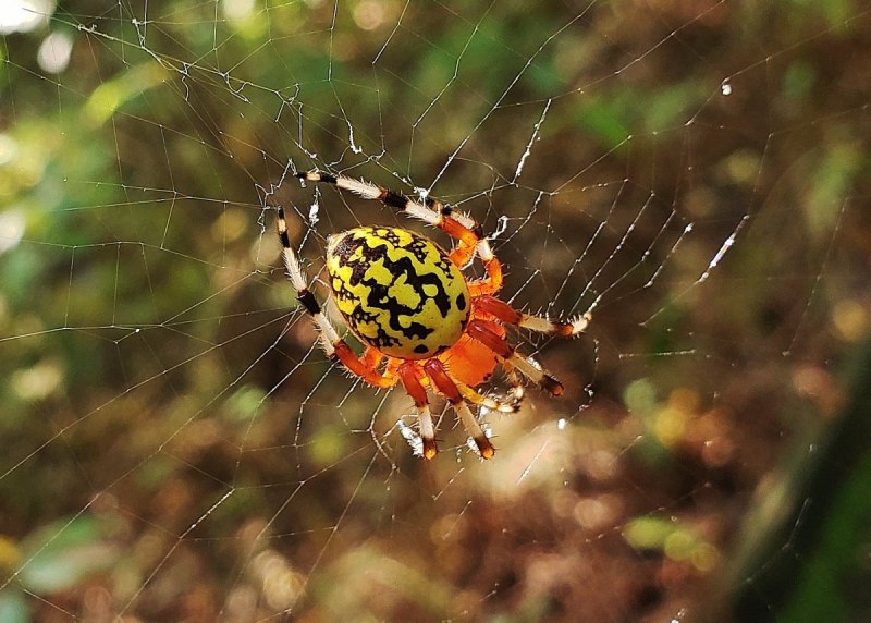 Araneus diadematus - крестовик
