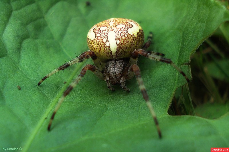 Крестовик Araneus marmoreus