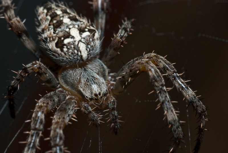 Araneus diadematus - крестовик