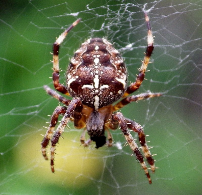 Araneus diadematus паук крестовик