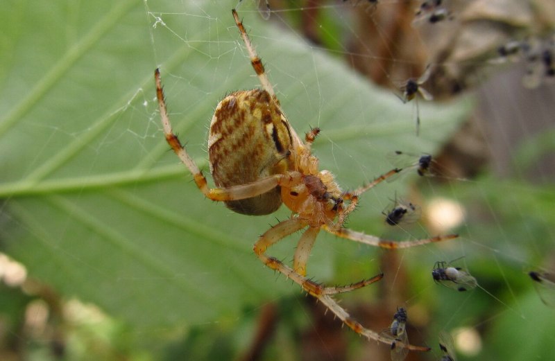 Araneus diadematus - крестовик