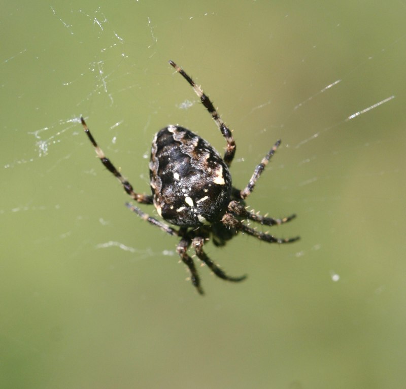 Araneus diadematus паук