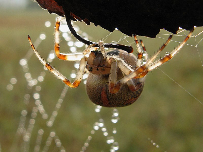 Садовый паук (Araneus diadematus