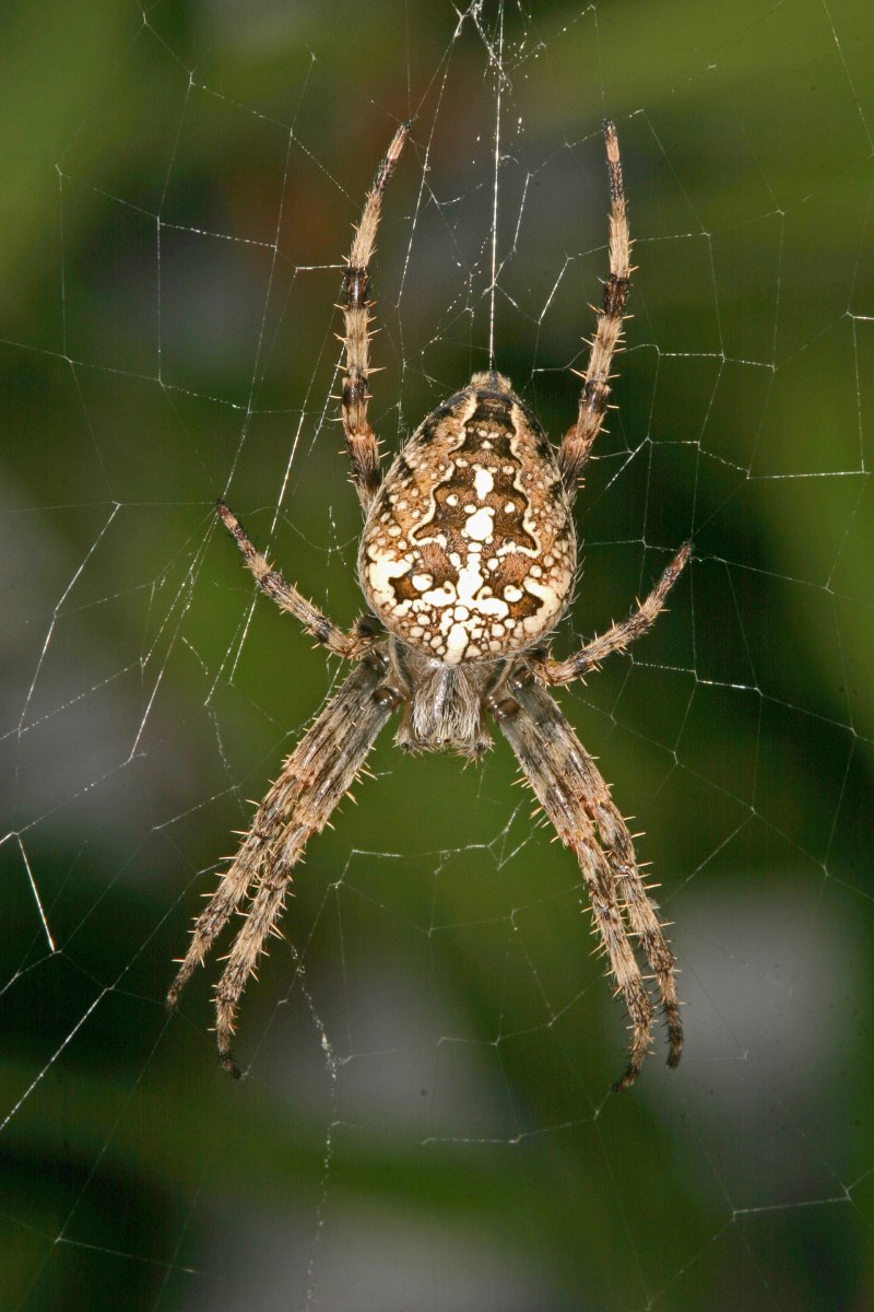 Паук Araneus Quadratus