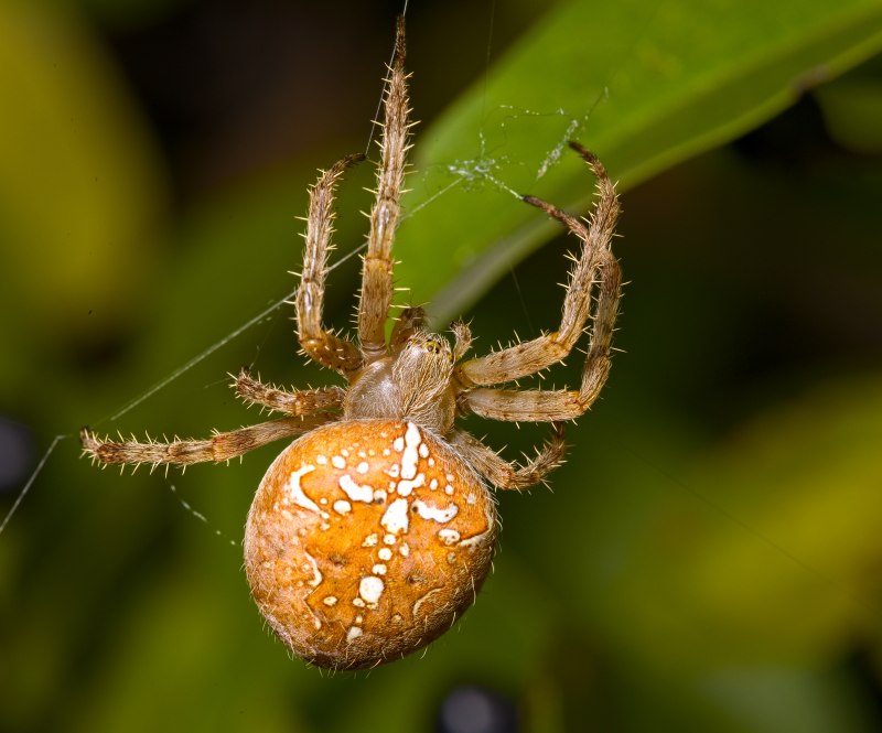 Araneus diadematus - крестовик