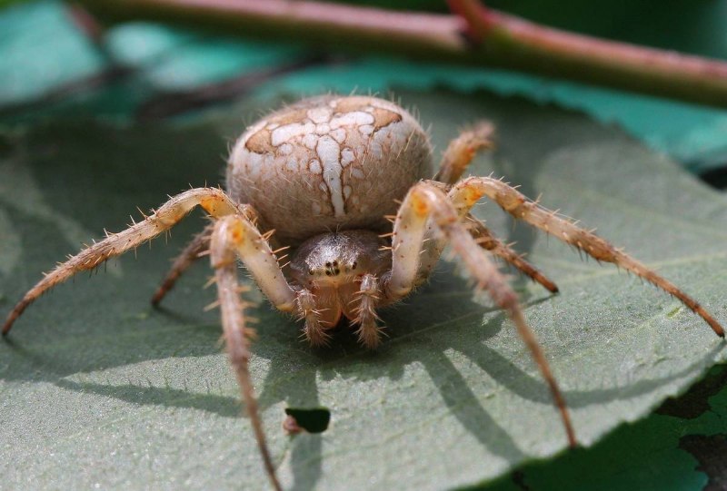 Araneus diadematus - крестовик