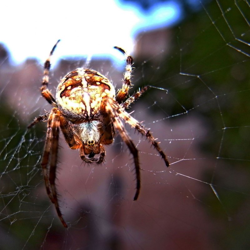 Крестовик роговой (Larinioides cornutus)
