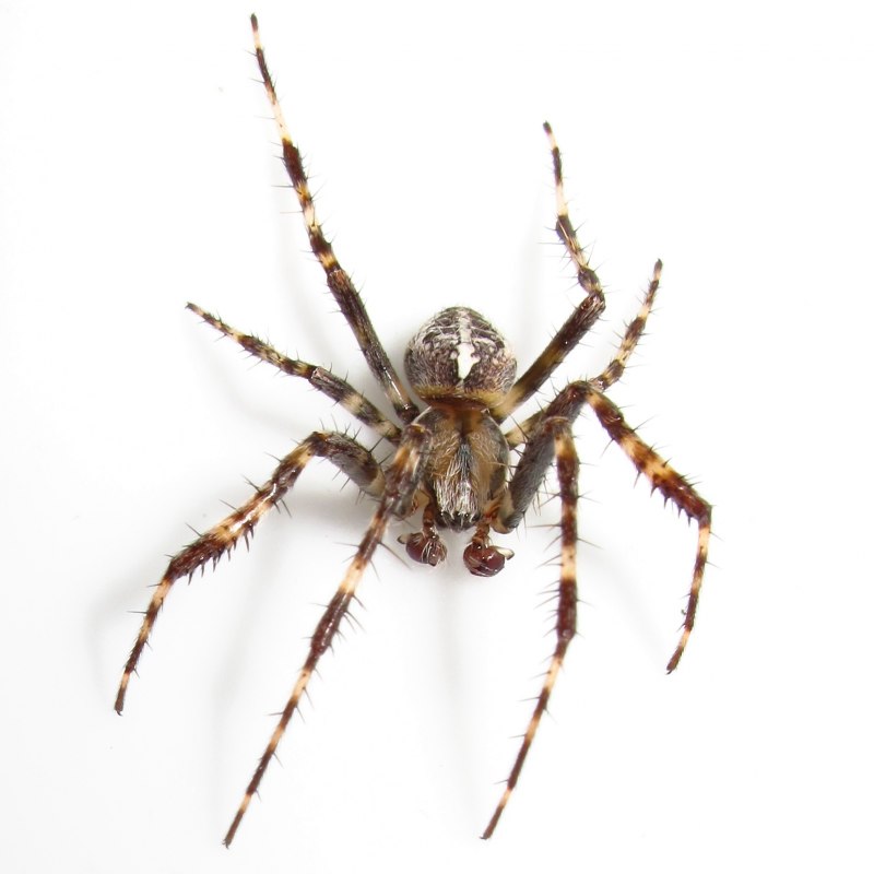 Araneus diadematus - крестовик