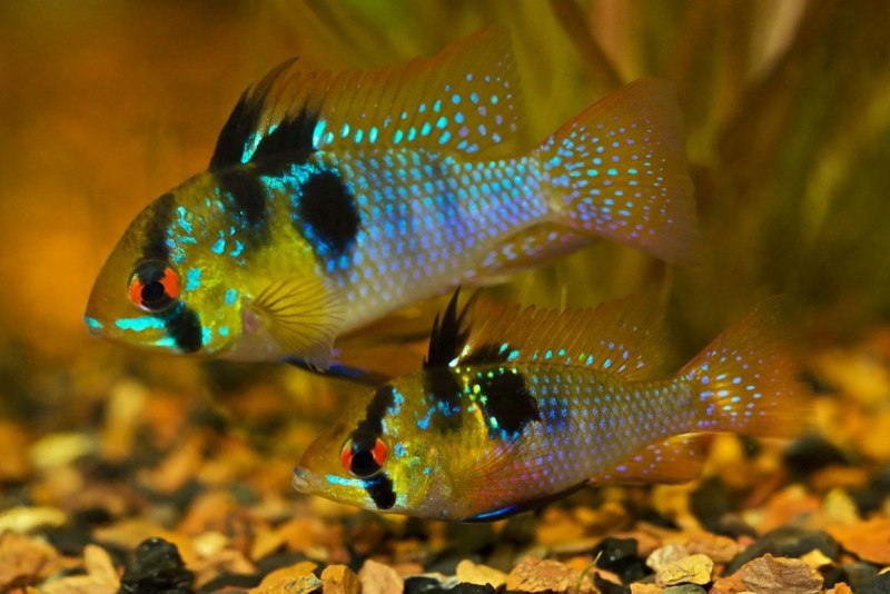 Cichlid of Malawi Lake