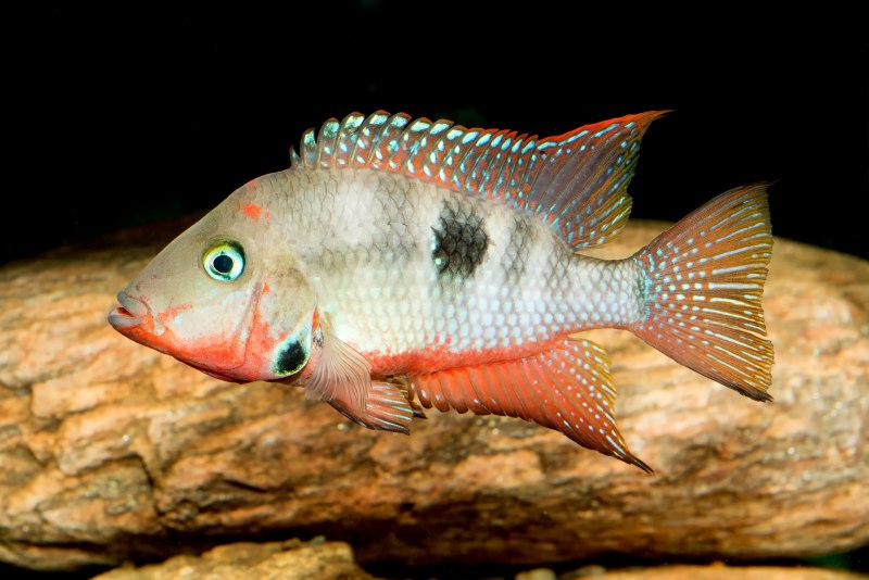 Ob Peacock Cichlid