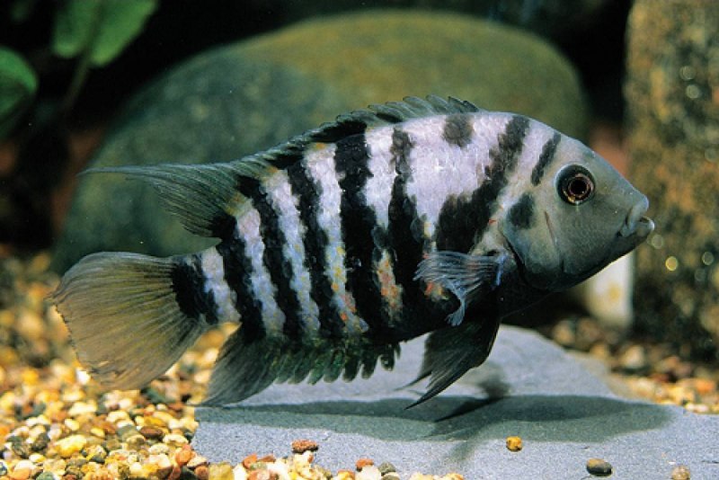 Бриллиантовая цихлазома (Herichthys carpintis)