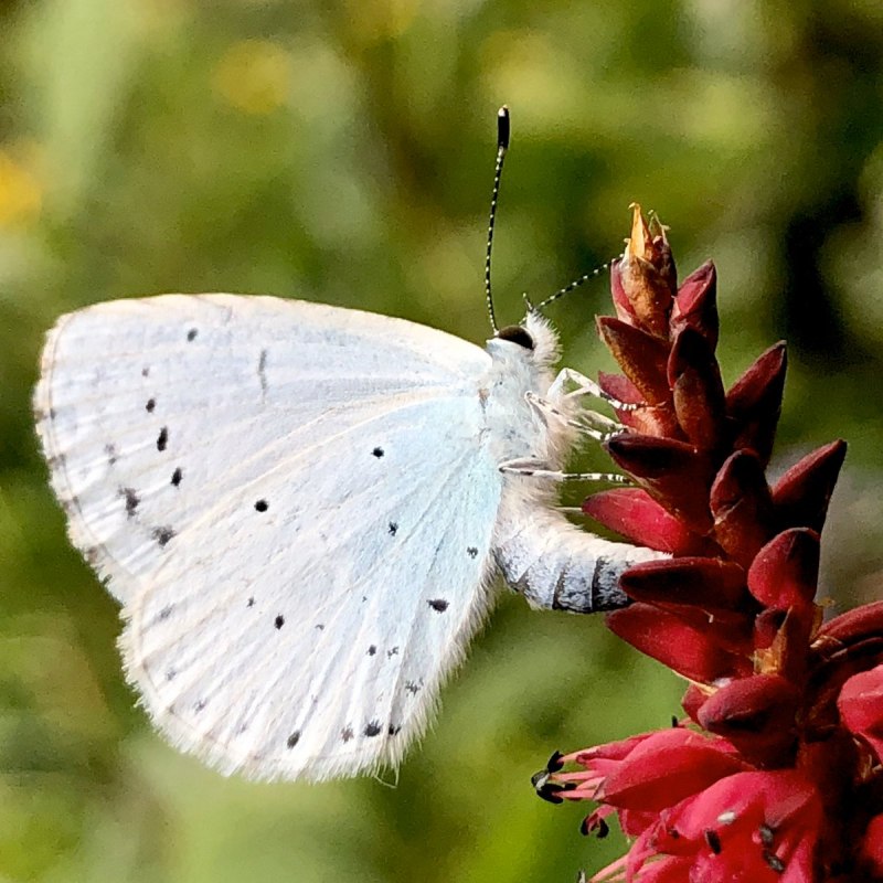 Big Butterfly