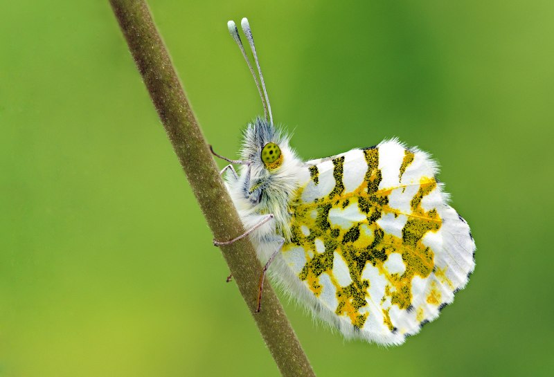 Hebomoia glaucippe
