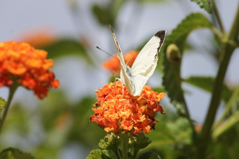 Hebomoia glaucippe