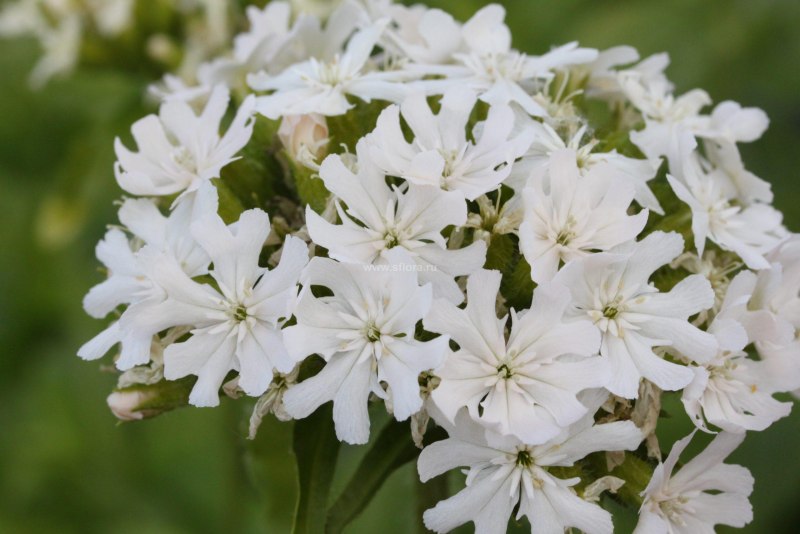 Hebomoia glaucippe