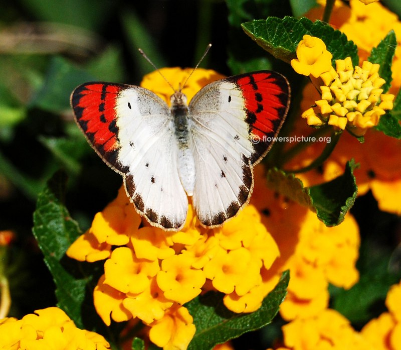 Anthocharis Sara