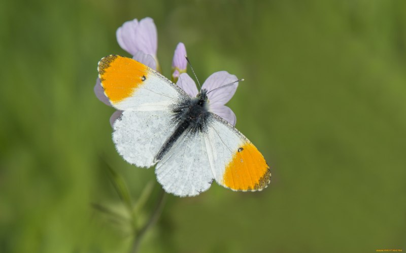 Anthocharis Cardamines