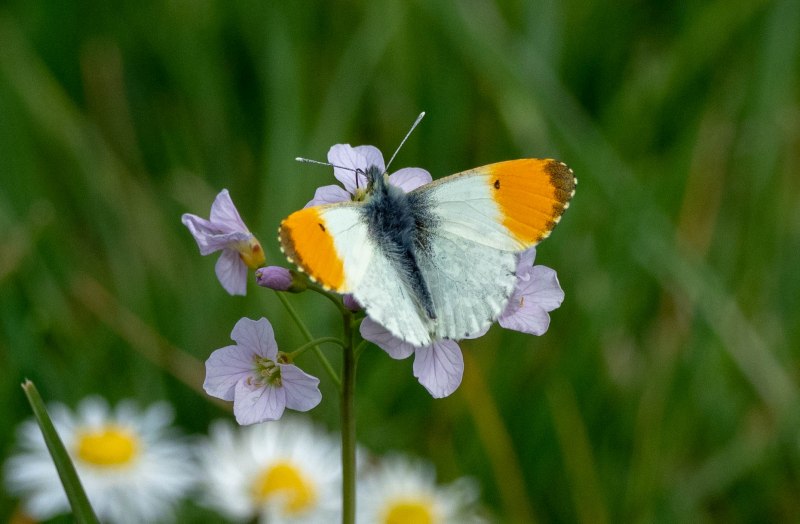 Hebomoia glaucippe бабочка