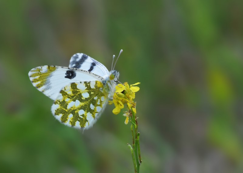Зорька (Anthocharis Cardamines)