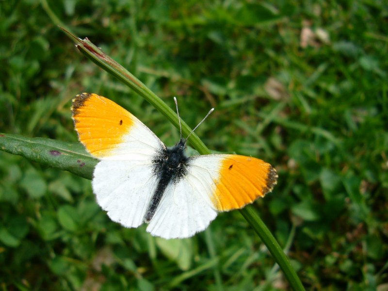 Anthocharis Cardamines