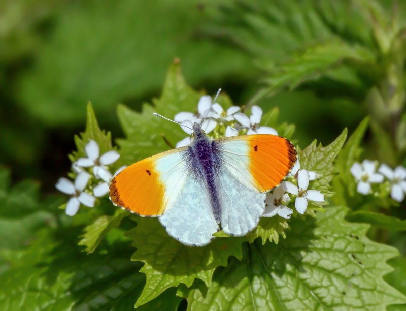 Белянка (Hebomoia glaucippe)