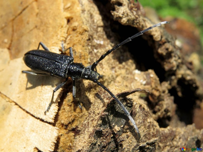 Жук усач Acanthocinus aedilis