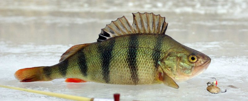 Речной окунь perca fluviatilis