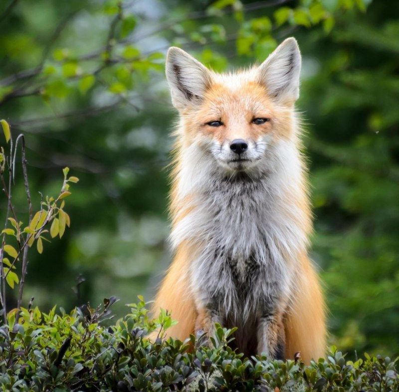 Мраморная лиса (Marble Fox)