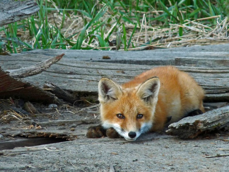 Мраморная лиса (Marble Fox)