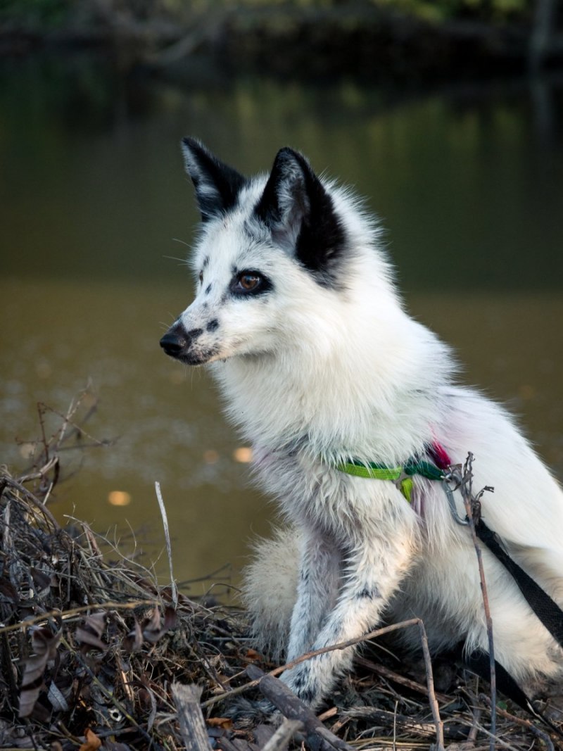 Мраморная лиса (Marble Fox)